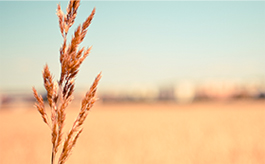 求一个短信在线轰炸